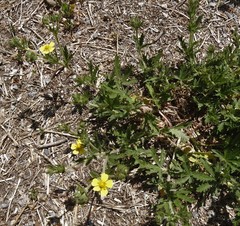 Potentilla inclinata