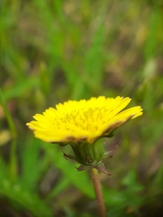 Taraxacum tenebricans