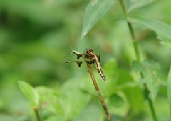 Palpopleura