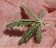 Potentilla inclinata