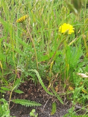 Taraxacum tenebricans