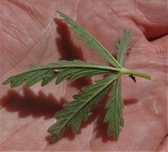 Potentilla inclinata