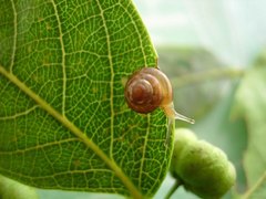 Euconulidae