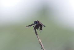 Palpopleura