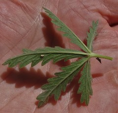 Potentilla inclinata