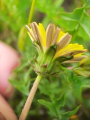 Taraxacum tenebricans