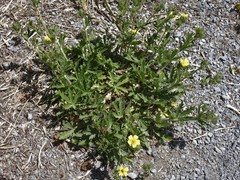 Potentilla inclinata