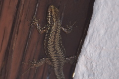 Podarcis muralis maculiventris