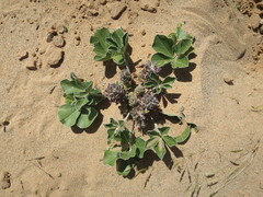 Pediomelum castoreum