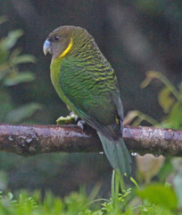 Brehm's Tiger-Parrot photo 2