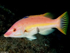 Bodianus scrofa