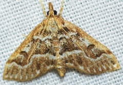 Achyra murcialis