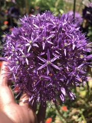 Allium giganteum
