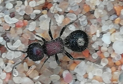 Sigilla dorsata