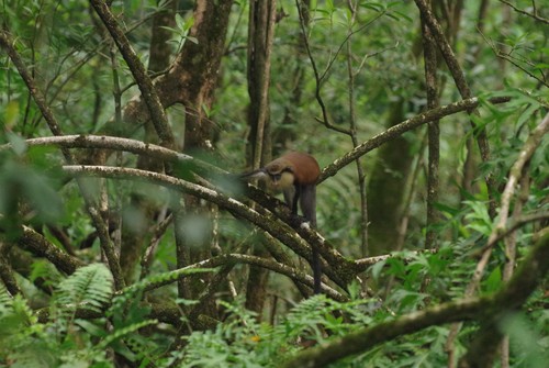 Mona Monkey
