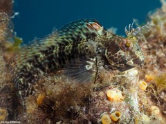 Parablennius goreensis