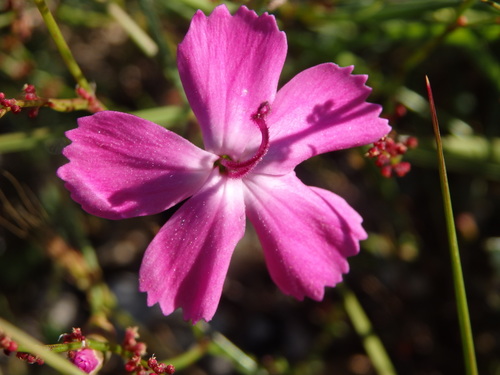 Dianthus laricifolius, photograph 5