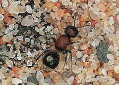 Sigilla dorsata