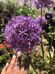 Allium giganteum