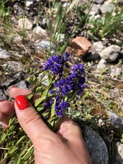 Polygala caucasica