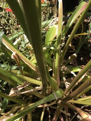 Allium giganteum