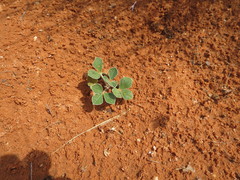 Pediomelum castoreum