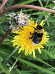 Bombus barbutellus