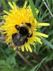 Bombus barbutellus