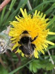 Bombus barbutellus