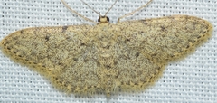 Idaea urcitana