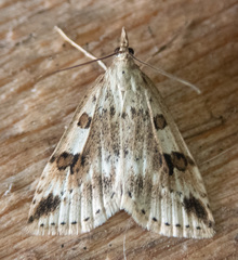 Udea washingtonalis