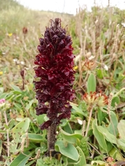 Orobanche foetida