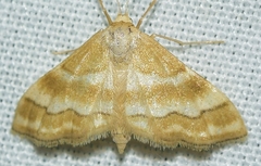 Idaea rainerii