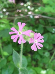 Silene dioica