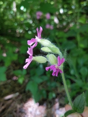 Silene dioica