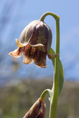 Fritillaria agrestis