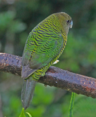 Brehm's Tiger-Parrot photo 4