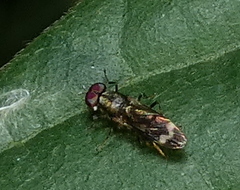 Euryneura