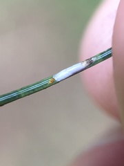 Chionaspis pinifoliae