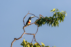 Pteroglossus aracari