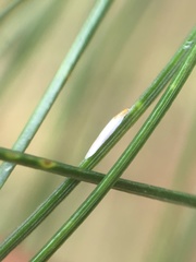 Chionaspis pinifoliae