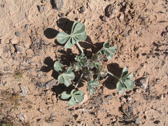 Pediomelum castoreum