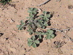 Pediomelum castoreum