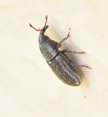 Mecinus circulatus