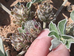 Pediomelum castoreum
