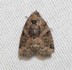 Pseudeustrotia indeterminata