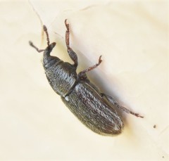 Mecinus circulatus