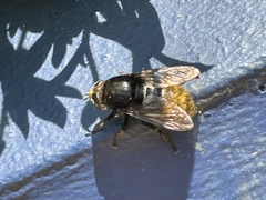 Merodon equestris