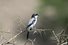 Lanius dorsalis