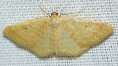 Idaea alicantaria